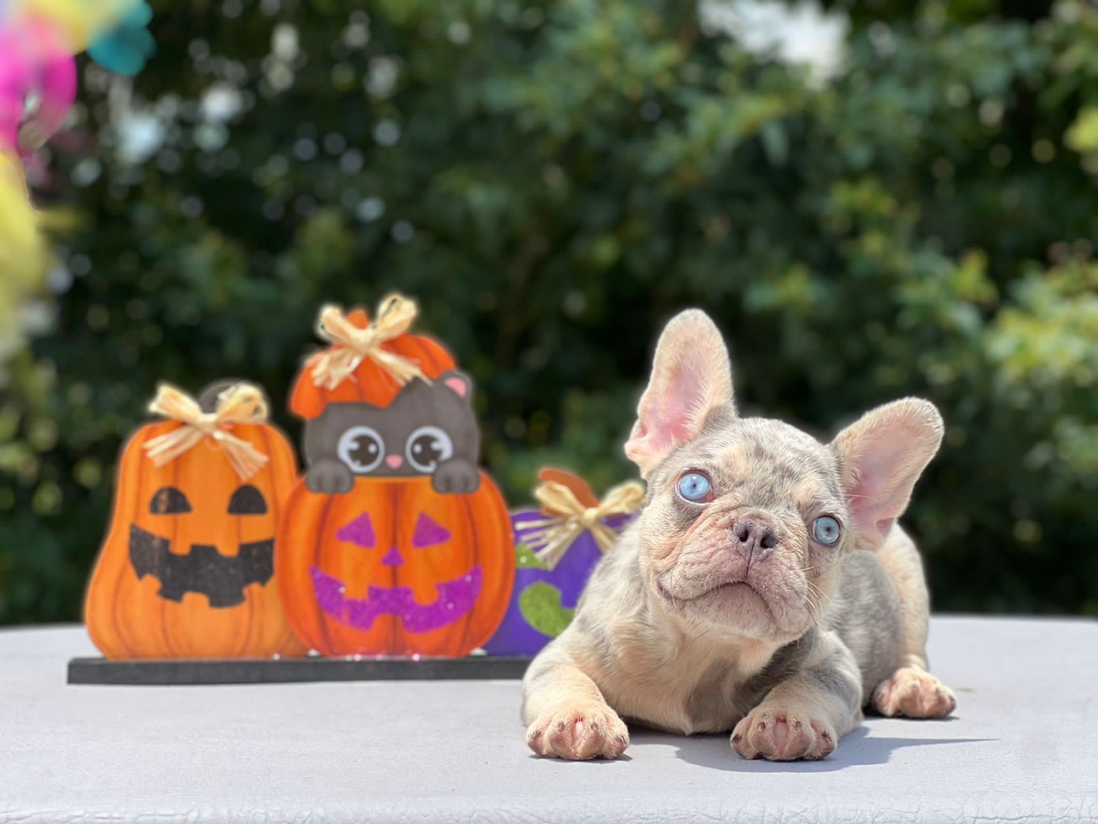 Ace《RESERVAR AHORA》 